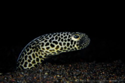 C L O S E - U P
Garden eel (Heterocongrinae)
Tulamben, ... by Irwin Ang 